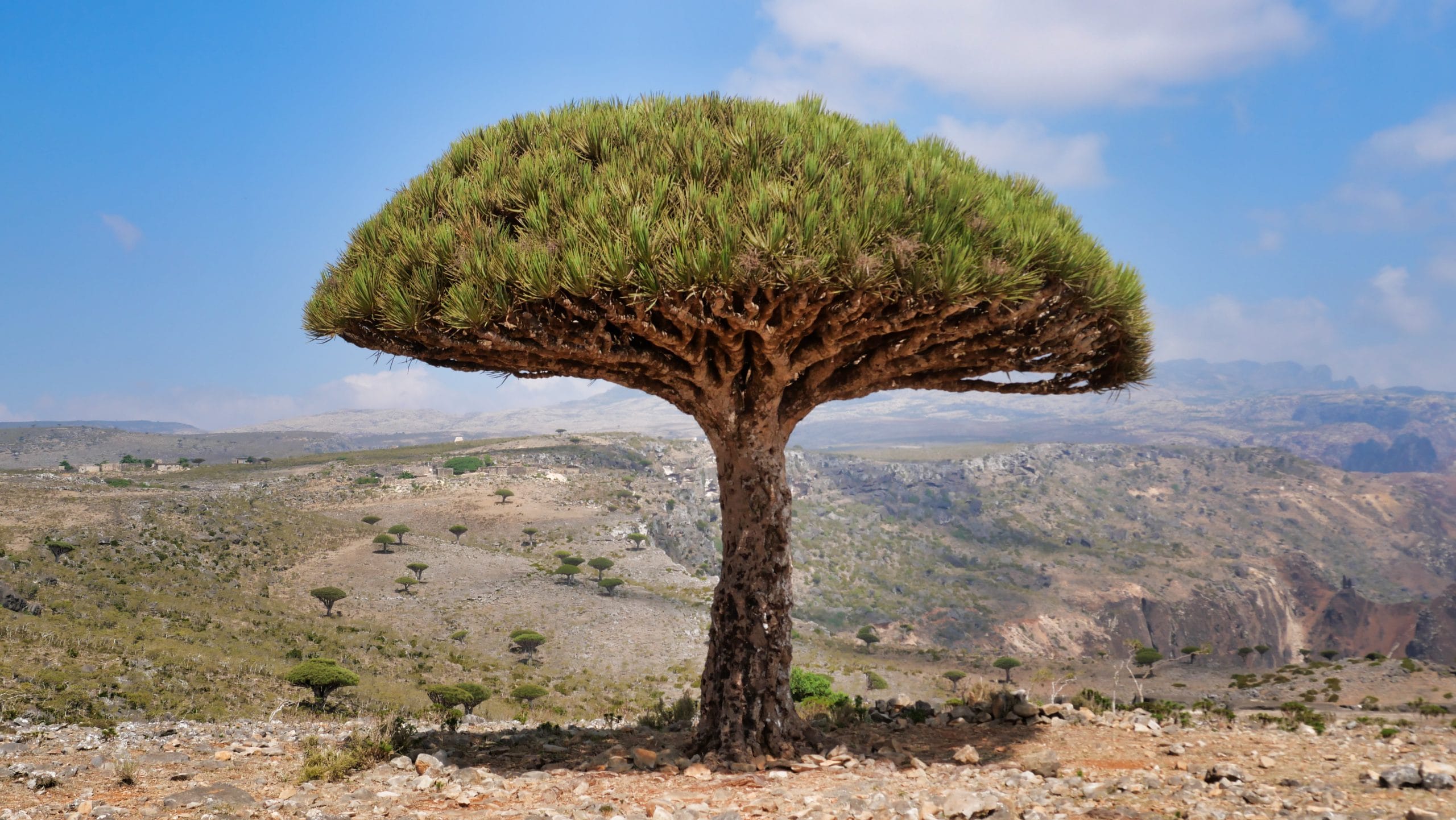 Socotra Dragon Tree